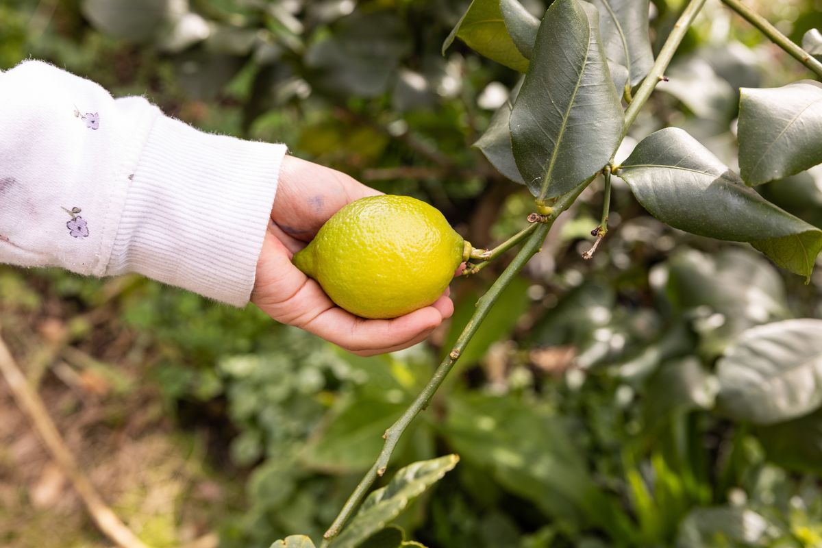 Child's hand holding a lemon